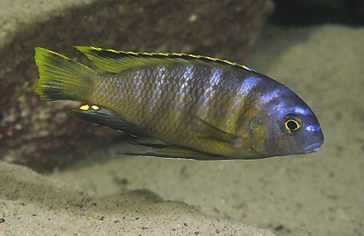 Tropheops sp. 'boadzulu' Boadzulu Island
